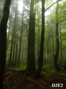 les v Národní přírodní rezervaci Bukačka