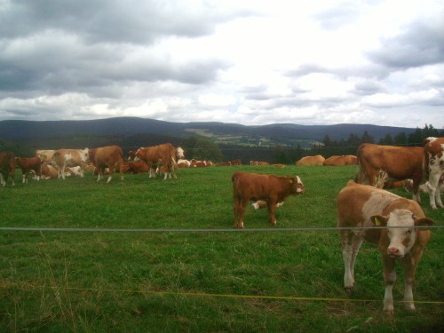 Pohled na Orlické hory